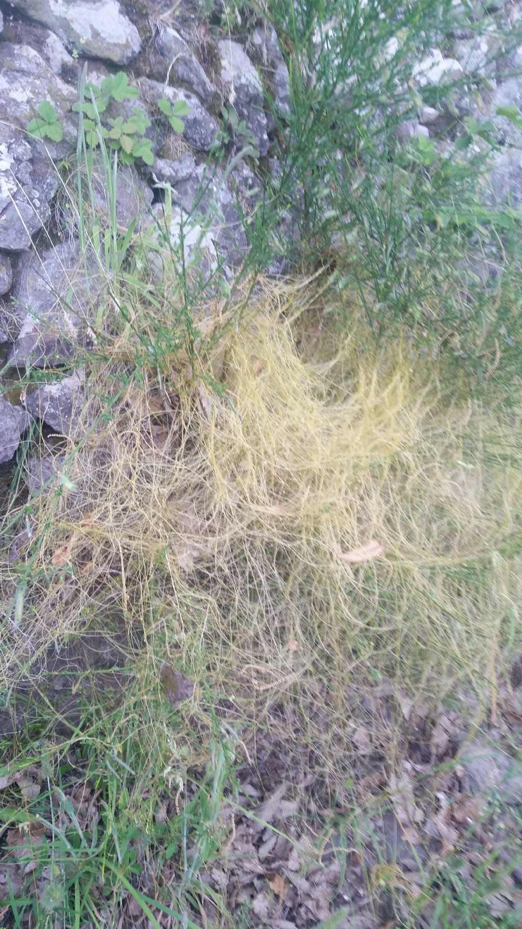 Cuscuta cfr. campestris (Convolvulaceae)